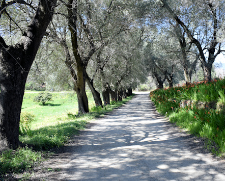 L'allée qui mène au Domaine